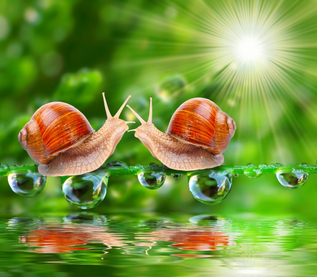 可爱小蜗牛图片(点击浏览下一张趣图)