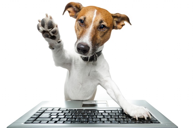 小狗狗敲键盘图片(点击浏览下一张趣图)