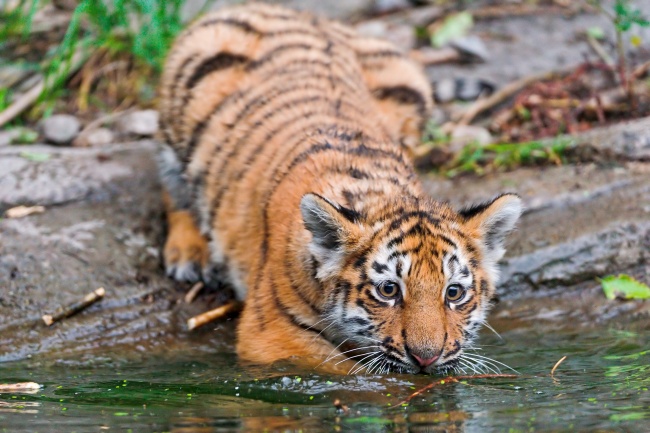 可爱小老虎喝水图片(点击浏览下一张趣图)
