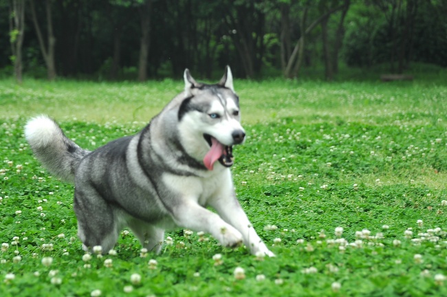 奔跑的哈士奇狗狗图片(点击浏览下一张趣图)