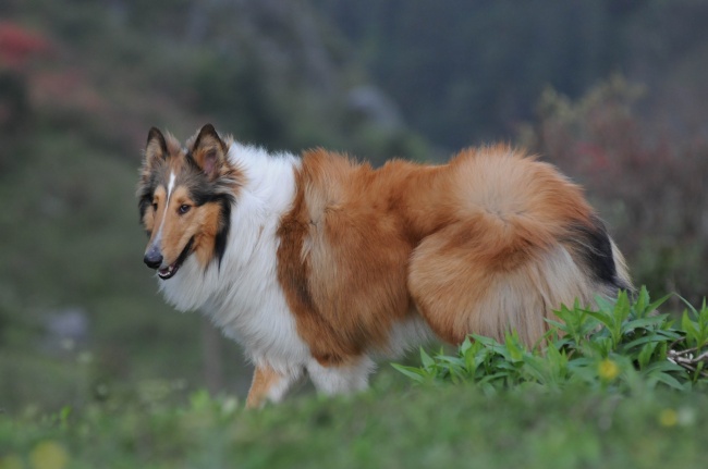 苏格兰牧羊犬图片(点击浏览下一张趣图)