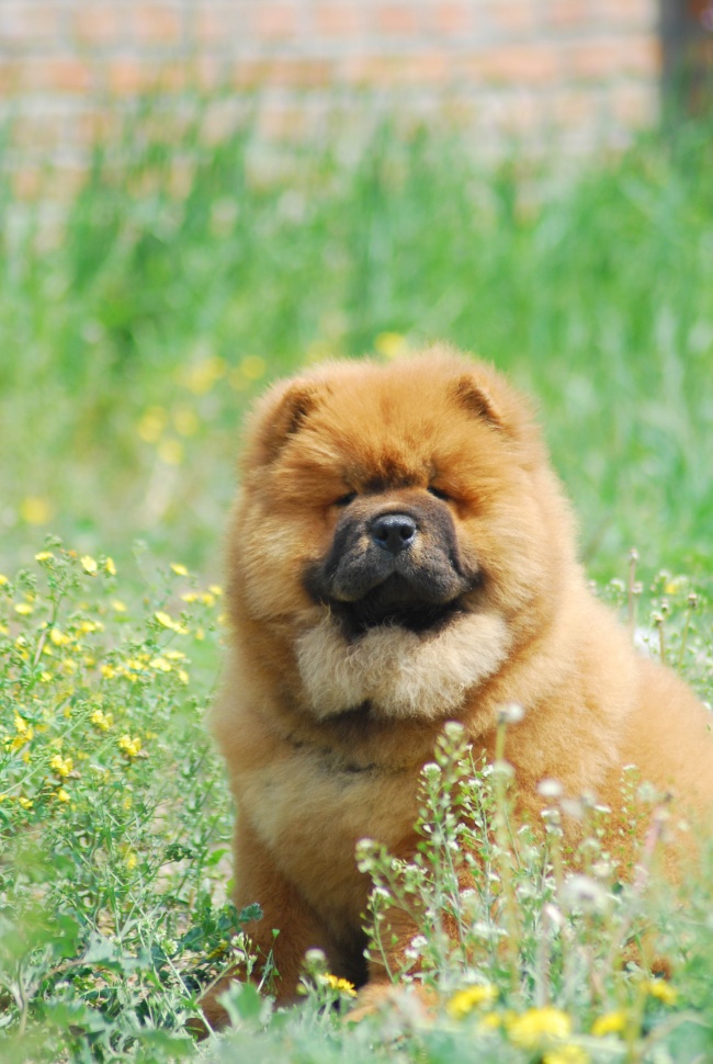 松狮犬图片(点击浏览下一张趣图)