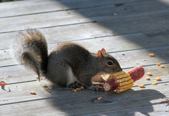 高清大图小松鼠吃玉米图片(点击浏览下一张趣图)