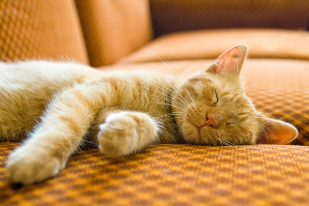 熟睡中的猫图片(点击浏览下一张趣图)