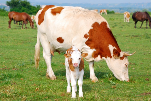高清大图牧场奶牛图片(点击浏览下一张趣图)