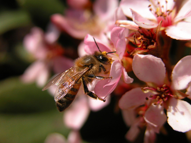 高清大图蜜蜂鲜花图片(点击浏览下一张趣图)