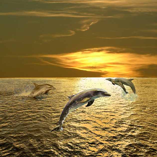 高清大图可爱海豚图片(点击浏览下一张趣图)