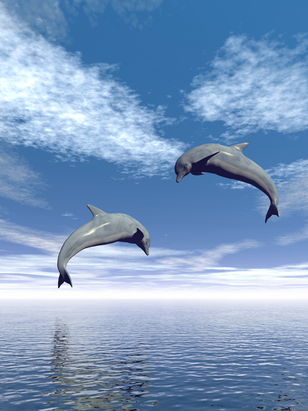 高清大图蓝天海豚图片(点击浏览下一张趣图)