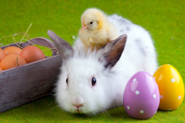 高清大图彩蛋兔子图片(点击浏览下一张趣图)