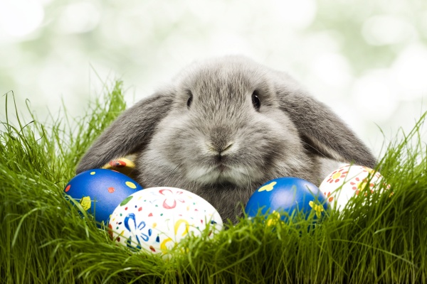 高清大图彩蛋兔子图片(点击浏览下一张趣图)