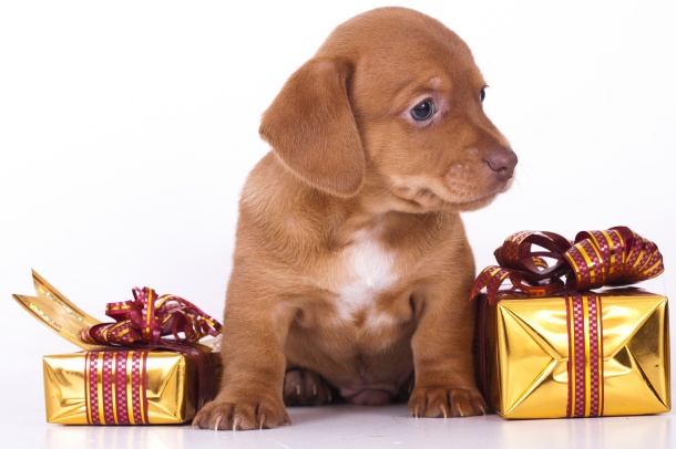 高清大图圣诞可爱小狗图片大全 (点击浏览下一张趣图)