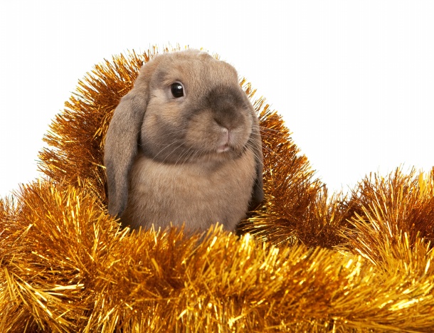 高清大图圣诞小兔图片(点击浏览下一张趣图)