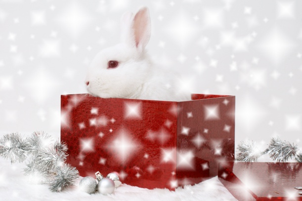 高清大图圣诞兔子图片(点击浏览下一张趣图)