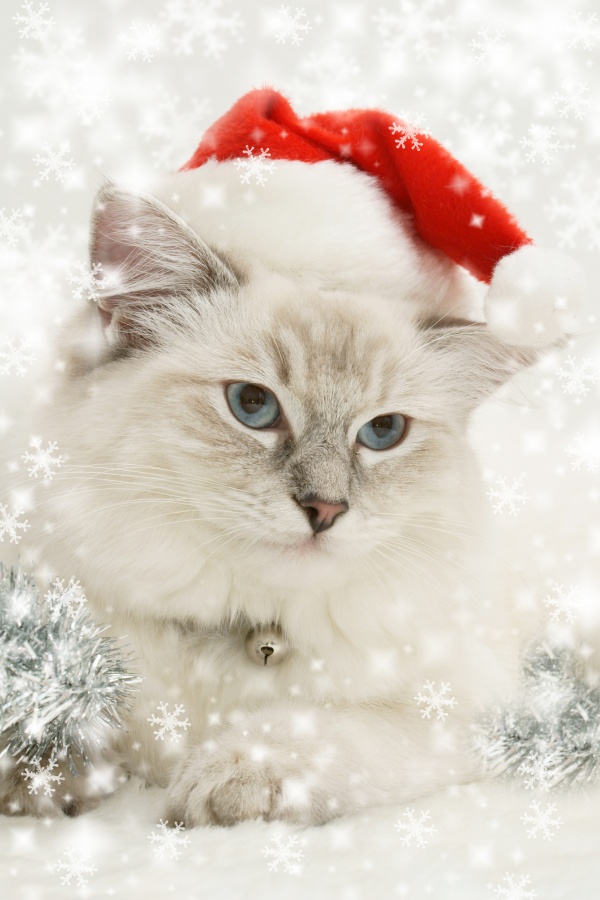 高清大图圣诞可爱小猫图片(点击浏览下一张趣图)