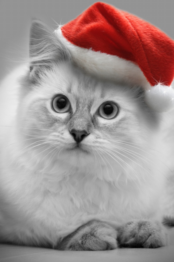 高清大图圣诞可爱小猫图片(点击浏览下一张趣图)