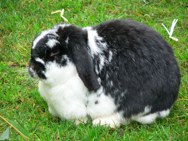 高清大图可爱兔子图片(点击浏览下一张趣图)