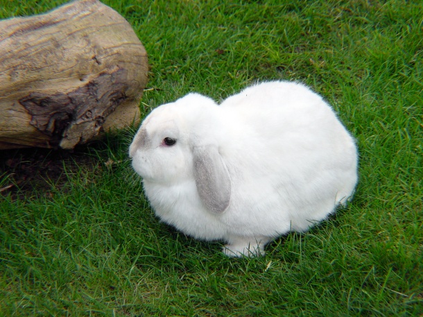 高清大图可爱兔子图片(点击浏览下一张趣图)