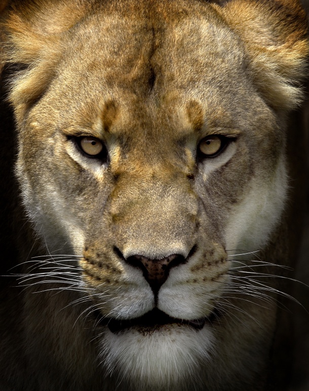 高清大图非洲狮子图片(点击浏览下一张趣图)