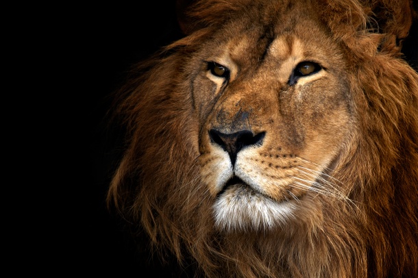 高清大图非洲狮子图片(点击浏览下一张趣图)