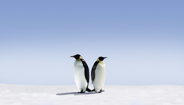 高清大图可爱企鹅图片(点击浏览下一张趣图)