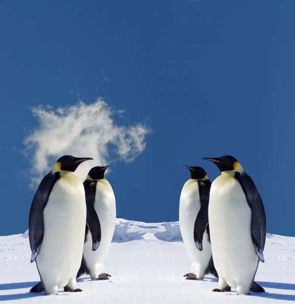 高清大图可爱企鹅图片(点击浏览下一张趣图)