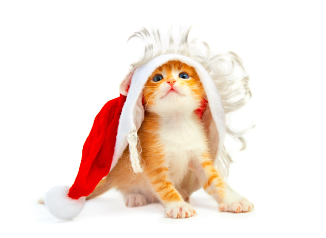 可爱圣诞可爱小猫图片(点击浏览下一张趣图)