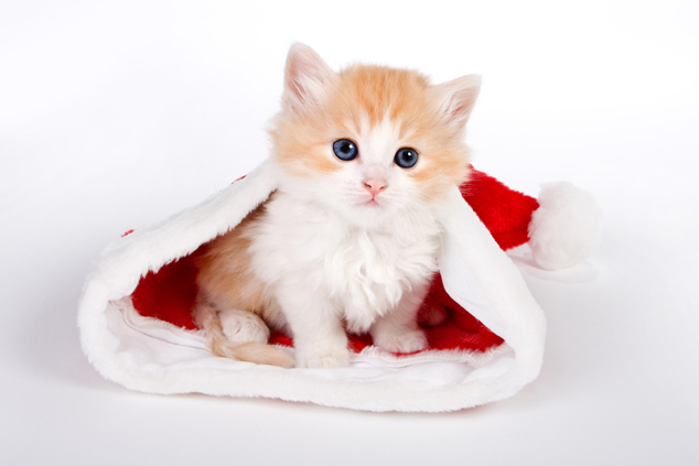 可爱圣诞可爱小猫图片(点击浏览下一张趣图)