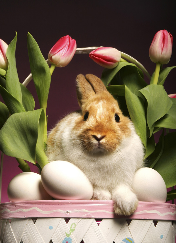 可爱兔子素材图片(点击浏览下一张趣图)