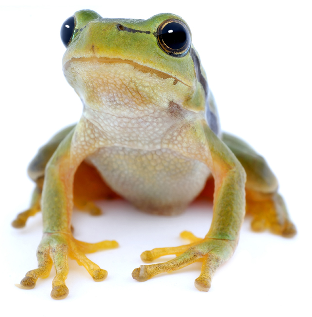 馋嘴蛙图片(点击浏览下一张趣图)