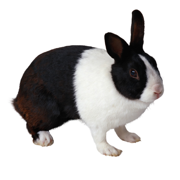 可爱兔子图片(点击浏览下一张趣图)