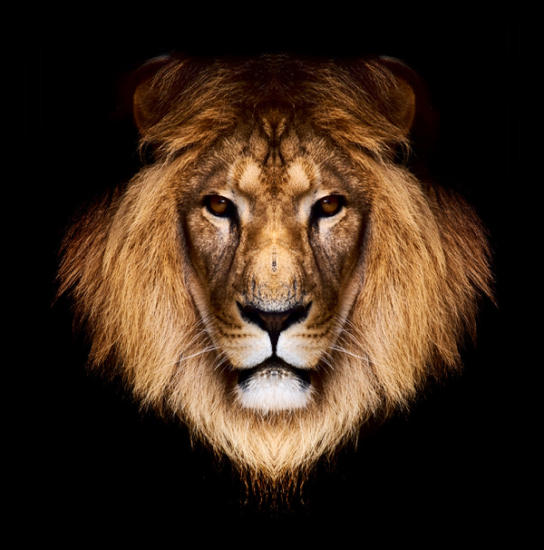狮子王图片(点击浏览下一张趣图)