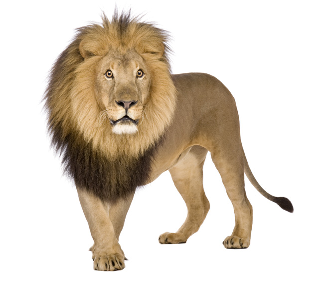 狮子王图片(点击浏览下一张趣图)