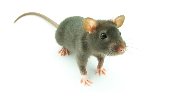 可爱小老鼠图片(点击浏览下一张趣图)