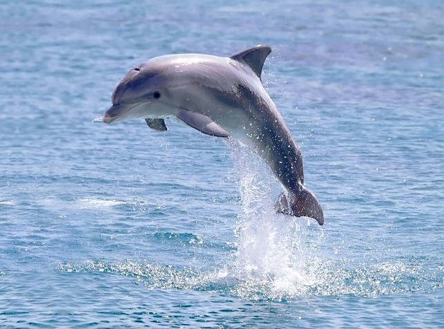 可爱的海豚图片(点击浏览下一张趣图)