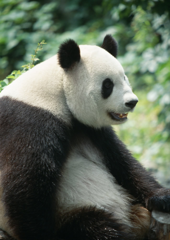 熊猫图片素材(点击浏览下一张趣图)