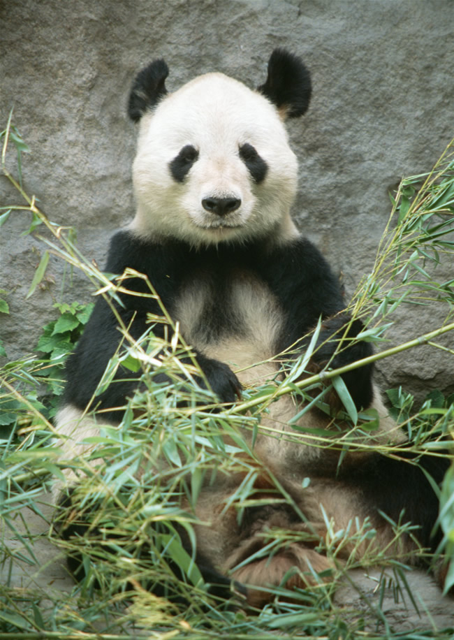 可爱图片熊猫(点击浏览下一张趣图)