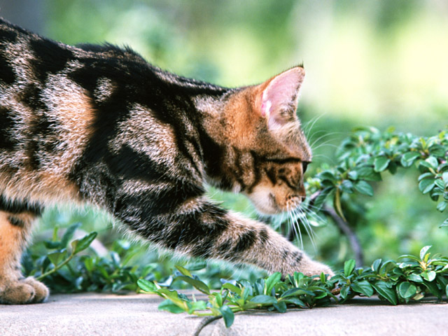 可爱小猫图片(点击浏览下一张趣图)