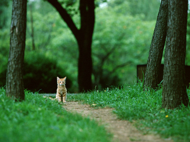 可爱小猫图片(点击浏览下一张趣图)