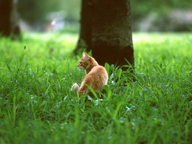 可爱小猫图片(点击浏览下一张趣图)