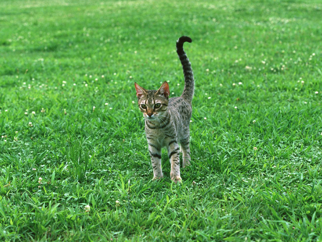 可爱小猫图片(点击浏览下一张趣图)