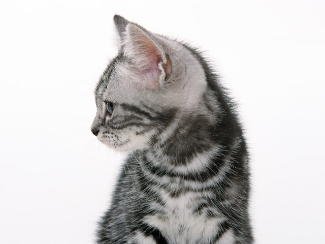 可爱小猫图片(点击浏览下一张趣图)