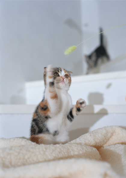 可爱小猫图片(点击浏览下一张趣图)