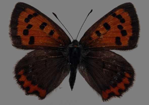 蝴蝶标本图片(点击浏览下一张趣图)