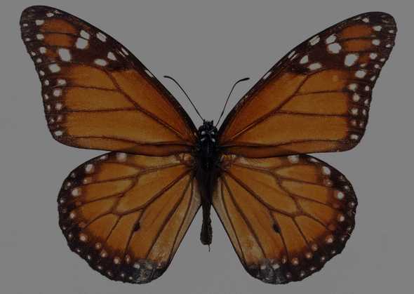 蝴蝶 84(点击浏览下一张趣图)