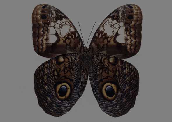 蝴蝶 88(点击浏览下一张趣图)