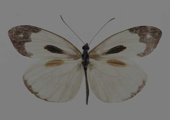 蝴蝶 98(点击浏览下一张趣图)