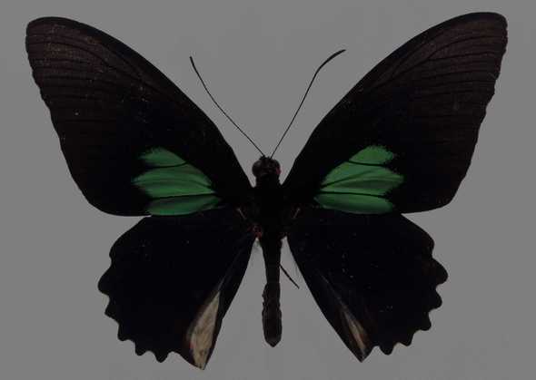 蝴蝶 99(点击浏览下一张趣图)