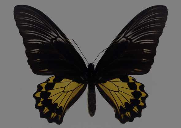 蝴蝶 112(点击浏览下一张趣图)
