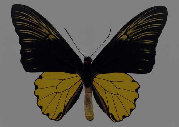 蝴蝶 111(点击浏览下一张趣图)