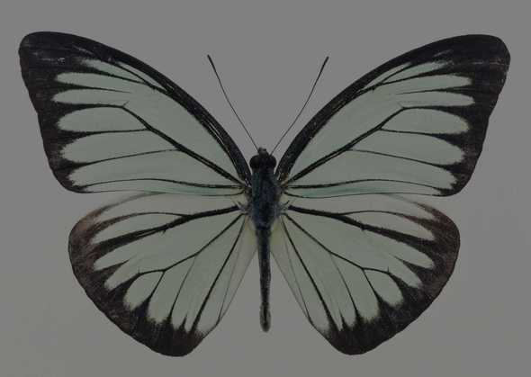 蝴蝶 115(点击浏览下一张趣图)